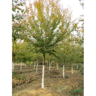 櫸樹：櫸樹價格櫸樹生產(chǎn)基地供應(yīng)15公分精品櫸樹當(dāng)前市場行情好