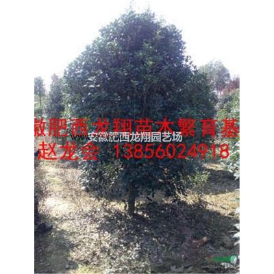 安徽叢生樸樹、肥西叢生樸樹價格、合肥叢生樸樹、原生樸樹
