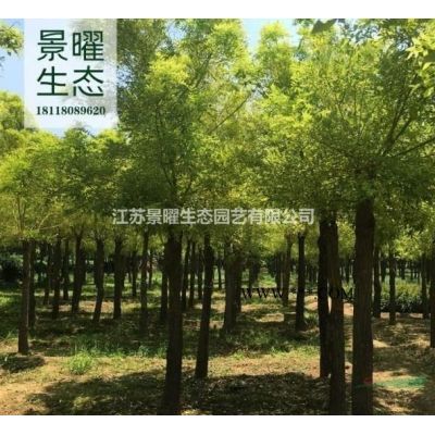樸樹(shù)基地在哪里?哪里便宜?江蘇景曜生態(tài)低價(jià)/直銷/圖片/價(jià)格
