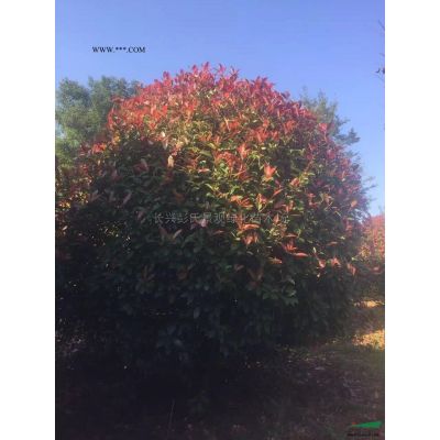 浙江叢生樸樹3介紹