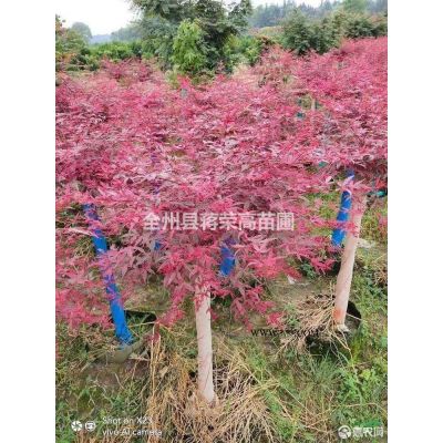 廣西樸樹廣西桂林樸樹/15公分樸樹價格價格/報價