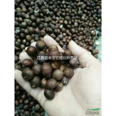 江西杜英小苗*新報價/杜英小苗圖片