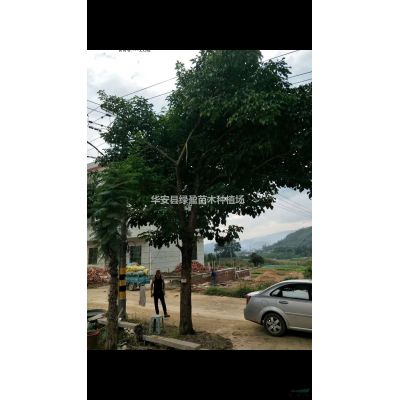 福建供應紅楓規格* 基地直供 量大從優