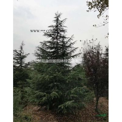 紅楓價(jià)格、沭陽優(yōu)質(zhì)紅楓2-6公分基地報(bào)價(jià)、品種*