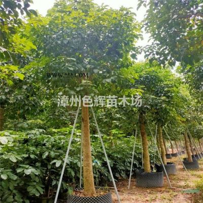 紫薇樁出售 價格 福建紫薇樁盆景批發
