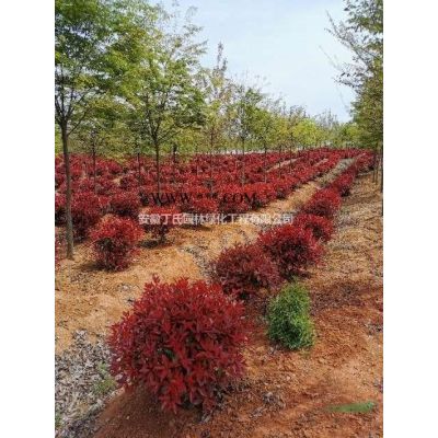 安徽紫薇基地 滁州紫薇圖片/安徽紫薇基地 滁州紫薇報價