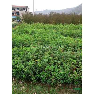 精品大紅楓/中國紅楓/浙江紅楓