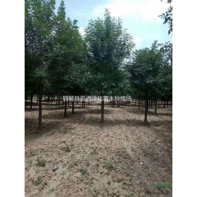 山東銀杏價格  胸徑18公分銀杏裝車價格 15公分銀杏價格