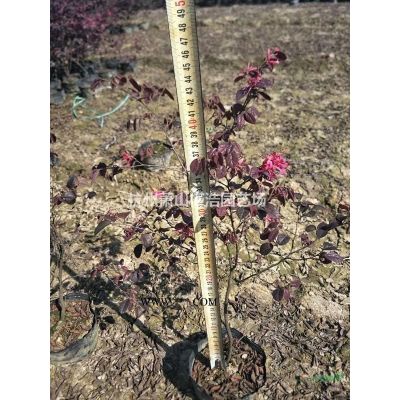 紅葉李花桃櫻花西府垂絲海棠紅楓雞爪槭吉香桂花紫荊花石榴紫薇