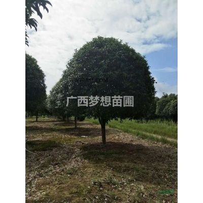 廣西15公分以上紅楓低價供應哪里好/桂林紅楓哪家便宜