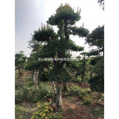 湖北紫薇供應(yīng)，百日紅，湖北紅花紫薇
