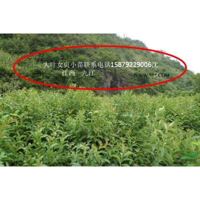 速生紫薇，江西速生紫薇基地，紫薇樹，
