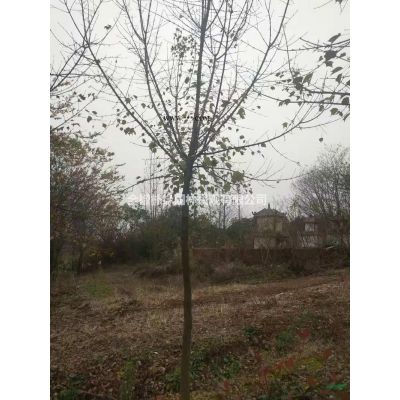 安徽地區(qū)常年供應地徑6-10公分紫薇，紫薇地徑6-10公分