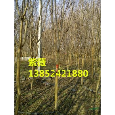 苗圃直銷紫薇價(jià)格，紫薇小苗價(jià)格，紅花紫薇價(jià)格