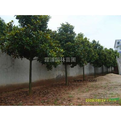 江蘇紅楓樹價格 紅楓樹苗價格 10公分紅楓價格