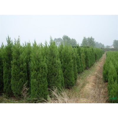 安徽紅楓*新報價/紅楓圖片