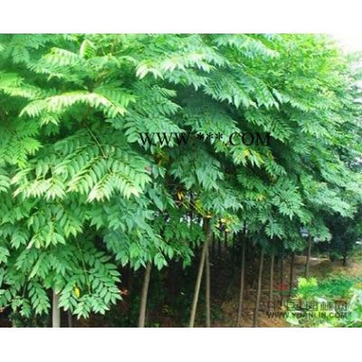 供應紅楓、青楓、垂絲海棠、櫻花苗木