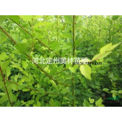 獨桿紫薇地徑6公分高度2.5米冠幅1.2米市場行情