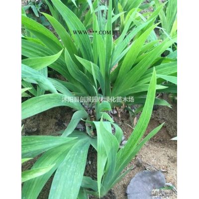 [紅葉李]紅葉李_報(bào)價(jià)表_圖片_產(chǎn)地行情-小喬木-