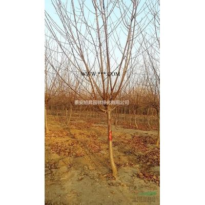 供應(yīng)12-13公分紫葉李 14-15公分紅葉李 16-17公