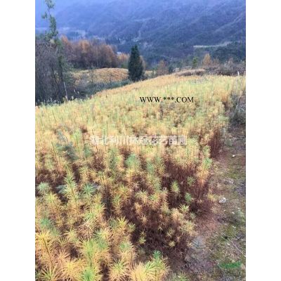 湖北地徑40公分紫薇價(jià)格 批發(fā)地徑40公分紫薇精品