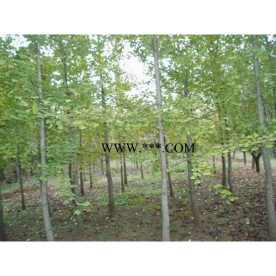 紫薇、桂花、水杉、高桿女貞