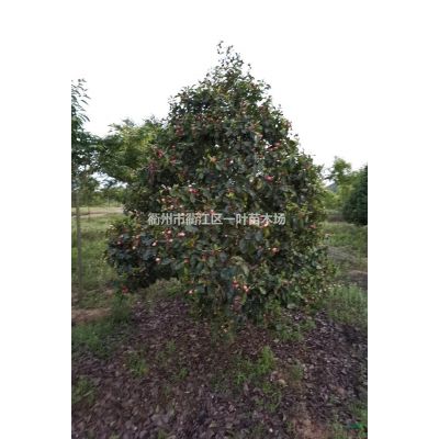 6-12公分欒樹處理