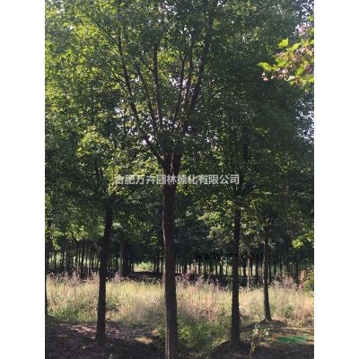 欒樹，黃山欒樹，叢生欒樹，8公分欒樹，10公分欒樹，12公分