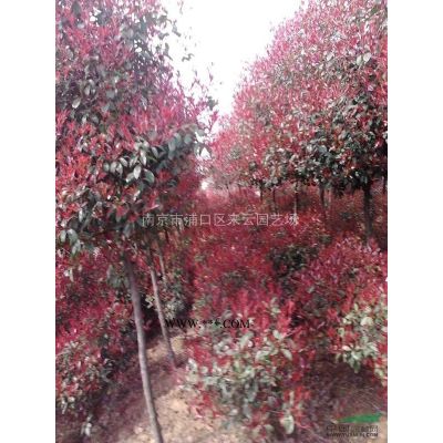 欒樹直銷價格，欒樹苗圃批售