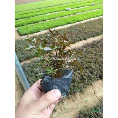 紅葉李，山東紅葉李，青州紅葉李