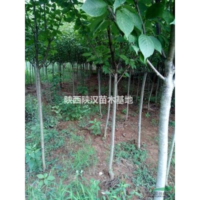 陜西漢中城固縣供應紅葉李，紅葉碧桃，紅花槐