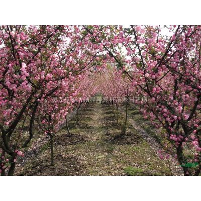 江蘇黃山欒樹信息