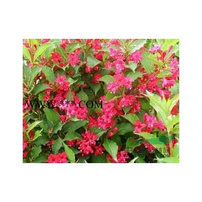 欒樹，北京欒樹，河北*便宜的欒樹