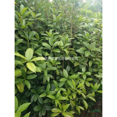 5公分無患子小苗價格 無患子小苗多少錢一棵