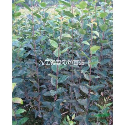 地徑0.9公分無患子苗 高90公分無患子小苗  當年無患子小苗