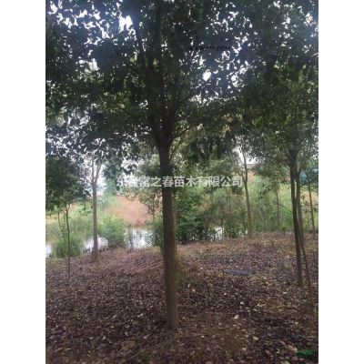江蘇櫸樹胸徑：5CM，單價：35元，數量：3000棵圖片