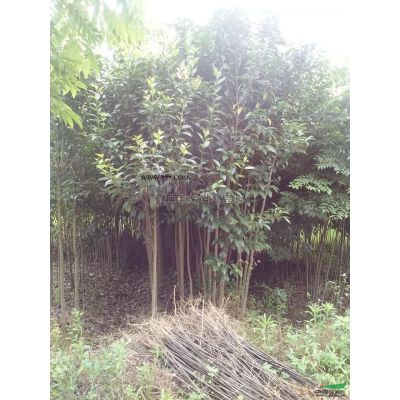 櫸樹 九江櫸樹 九江櫸樹報價 櫸樹價格表