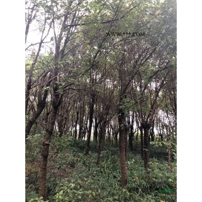 3米左右骨架欒樹低價促銷中