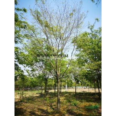 15的櫸樹，6分到精品都有