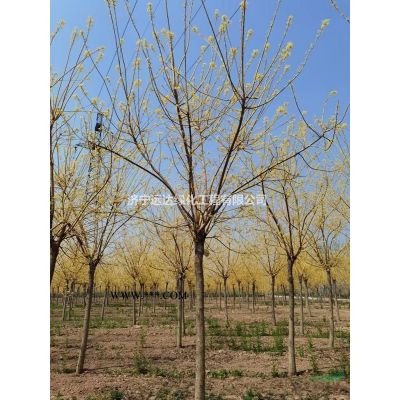 櫻花（早櫻）（晚櫻）（單櫻）（雙櫻）