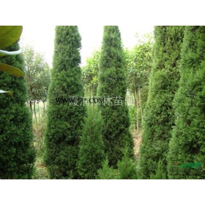 2015年無患子價格*新報價 江蘇*便宜的無患子價格報價表