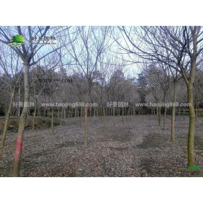日本櫻花價格_日本櫻花產地_日本櫻花綠化苗木苗圃基地
