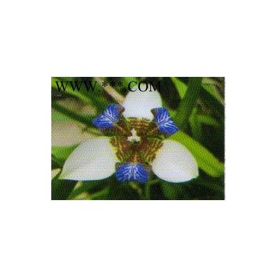 山東昌邑供應櫸樹