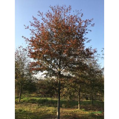 櫸樹，聯系電話13456311888