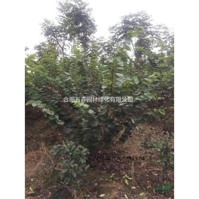 高干櫻花，高桿櫻花，日本高干櫻花，品種櫻花，求購櫻花