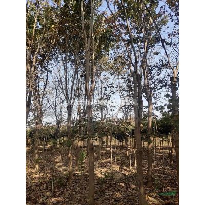 沭陽樸樹基地 大量直銷樸樹小苗 白櫸 叢生樸樹價(jià)格圖片