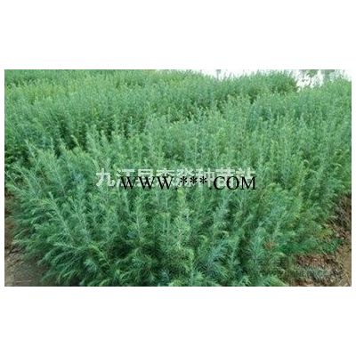 12公分櫻花樹  櫻花 櫻花樹櫻花苗