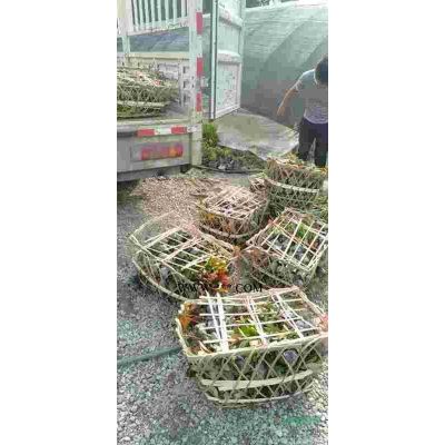 米徑25公分的樸樹基地價格