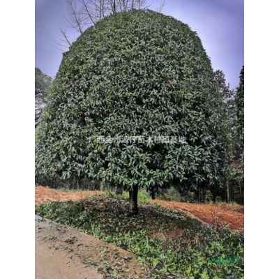 優質特價紫薇 大小規格紫薇 廣西紫薇樹產地直銷