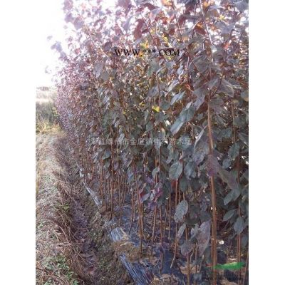 浙江美國紅火箭紫薇